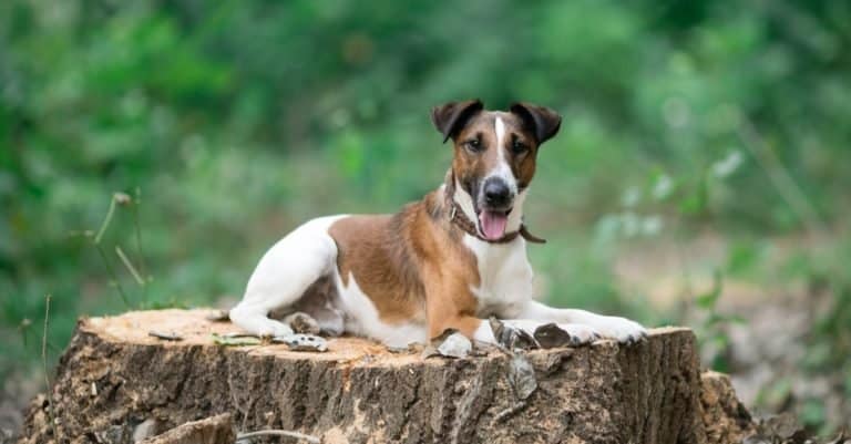 Smooth fox terrier lies on a stump in the park