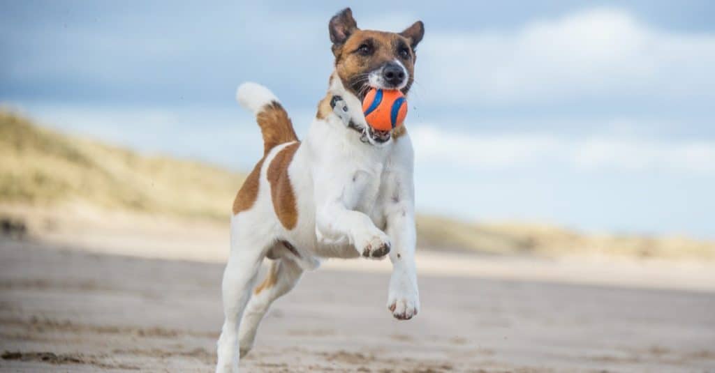 Smooth Fox Terrier playing at the beach