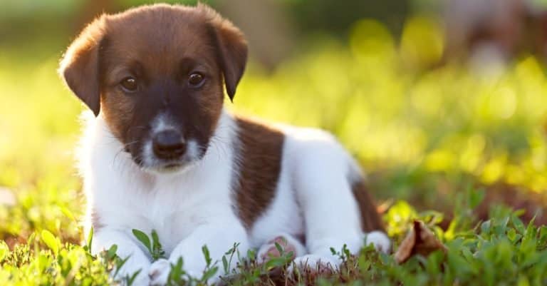 Purebred puppy, smooth fox terrier is resting on a walk in the park outdoors, on the green grass.