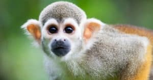 Do Squirrel Monkeys Make Good Pets? Picture