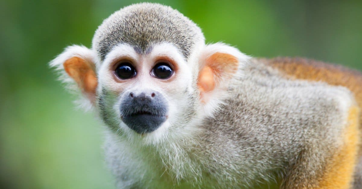 squirrel monkeys eating