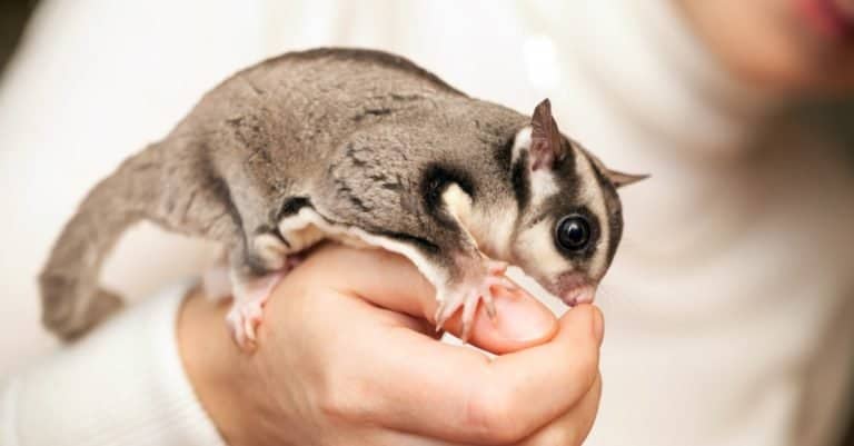 Illegal Pets to Own In the United States: Sugar Gliders