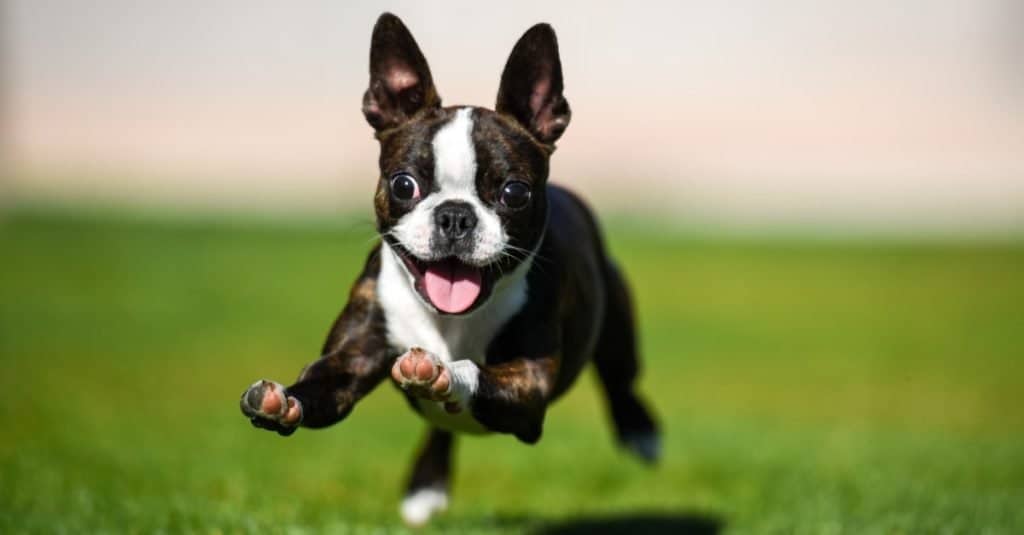 Boston terrier running through the yard.