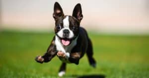 10 Incredible Boston Terrier Facts Picture