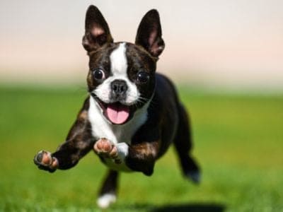A Boston Terrier Quiz: Test What You Know!