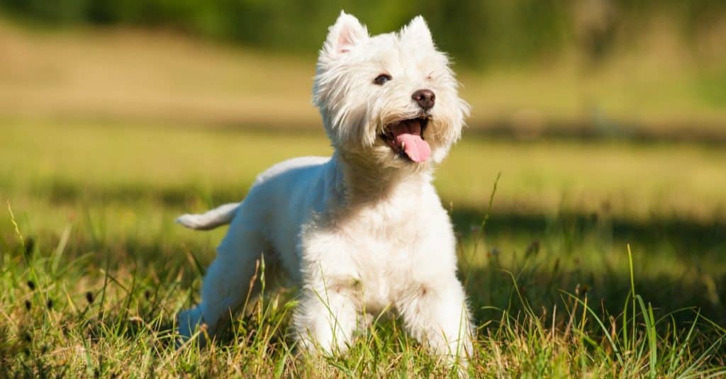 West highland white terrier in a summer meadow