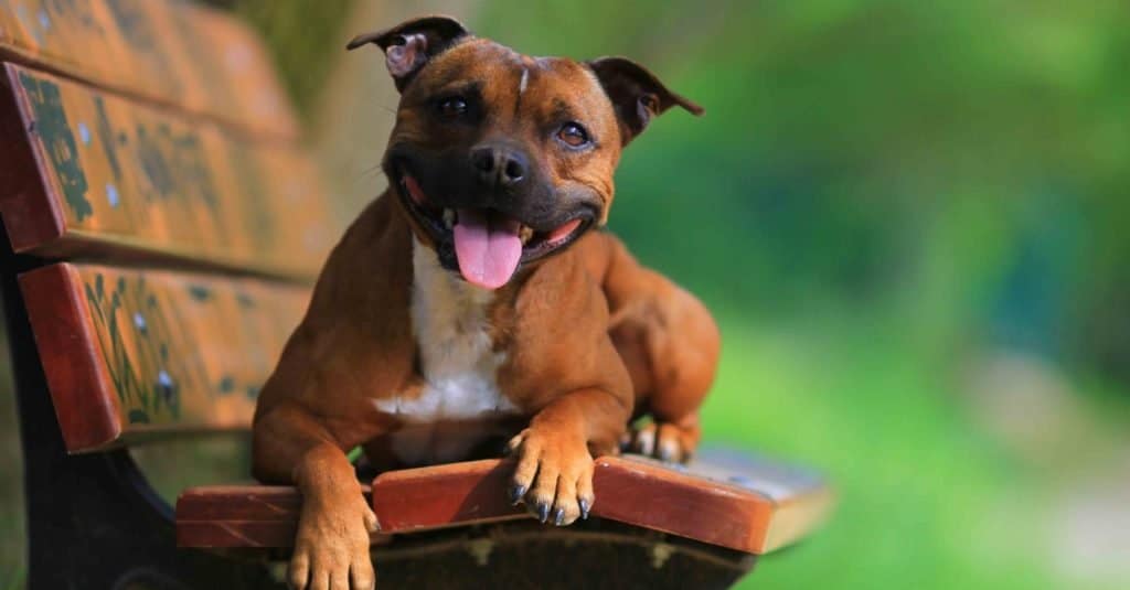 Staffordshire bull terrier lying on a bench