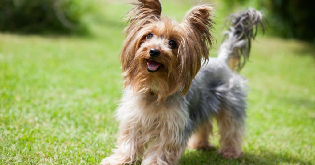 Yorkshire terrier playing in the park on the grass