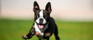 Boston Terrier vs. Bull Terrier: 4 Main Differences Explained Picture