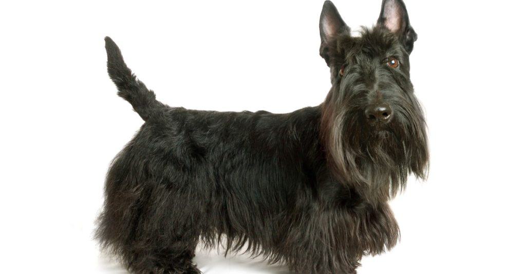 Black Scottish terrier on a white background