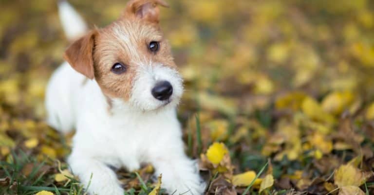 Cute happy Jack Russell Terrier puppy dog lying in the grass