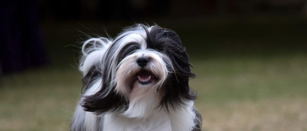 Black and white Tibetan Terrier