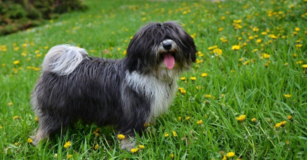 Tibetan Terrier in the garden