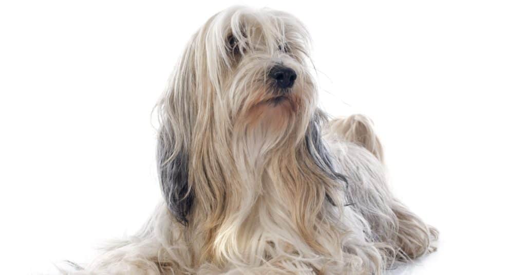 Tibetan Terrier isolated on white background