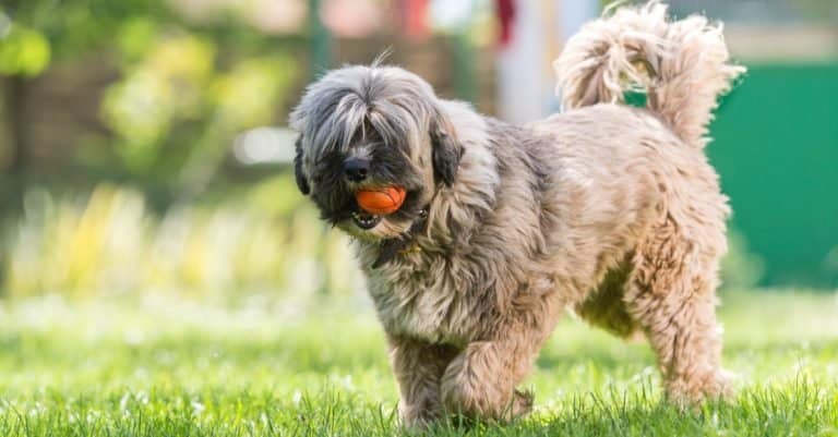 Tibetan terrier playing with a ball