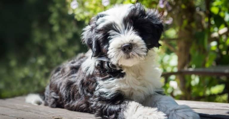 Tibetan Terrier dog puppy is sitting on the table