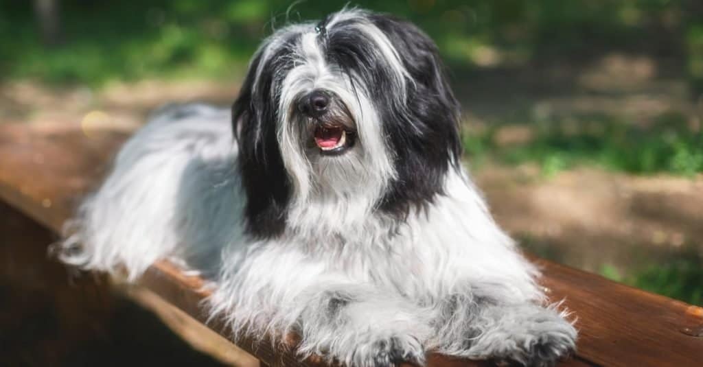 Beautiful Tibetan terrier dog resting on wooden bench