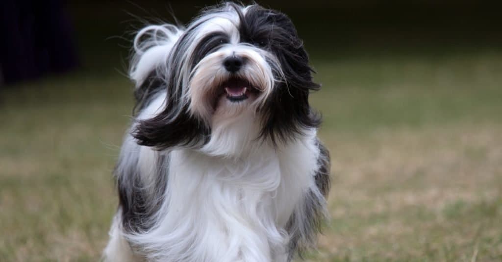 Black and white Tibetan Terrier running on grass