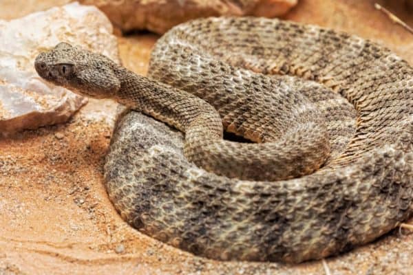 Tiger rattlesnakes have smaller heads than other rattlesnakes.