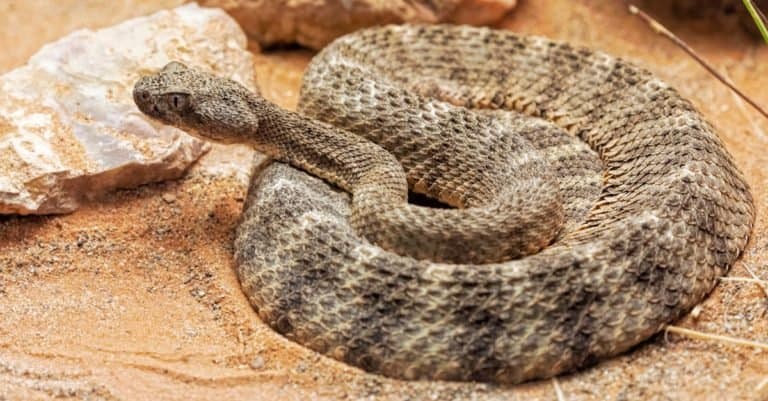 Most Venomous Snakes in the World - Tiger Rattlesnake