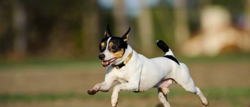 Toy Fox Terrier running through a grass field