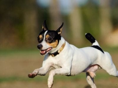 Toy Fox Terrier Picture