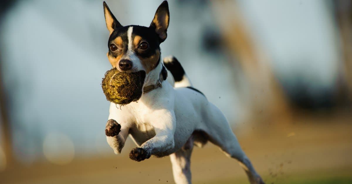 Toy Fox Terrier running with dirty tennis ball