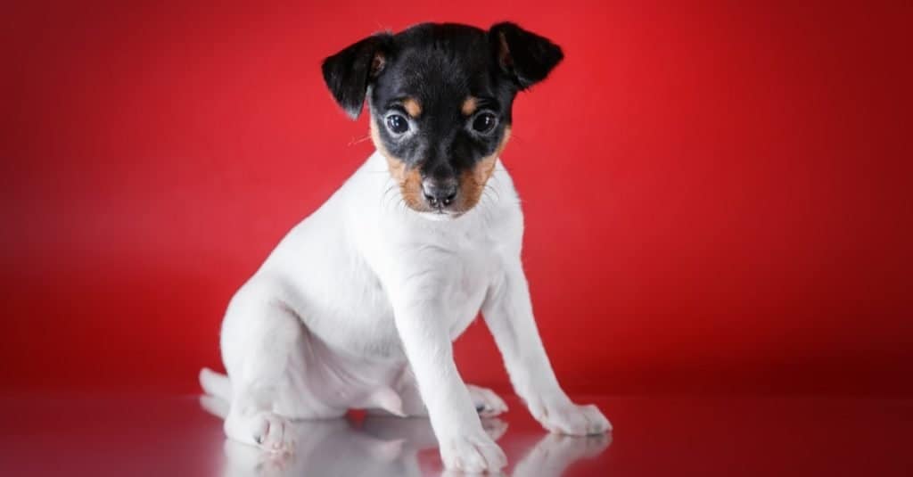 Toy fox terrier puppy, studio portrait puppy on a red background