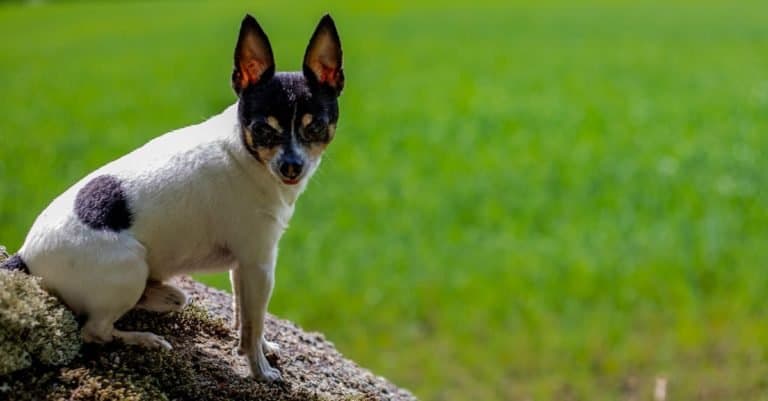American Toy fox terrier sitting in the park