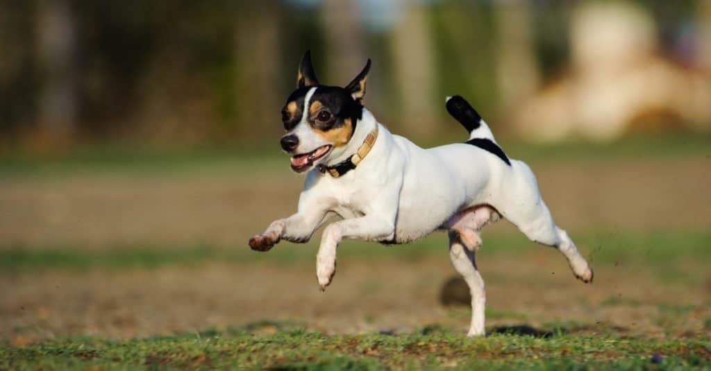 Toy Fox Terrier running through a grass field