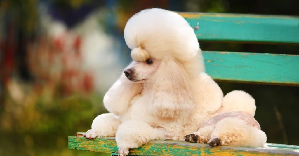 Little apricot toy poodle lies on a bench outdoors