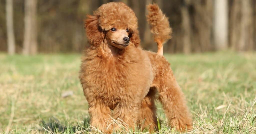 Toy poodle standing on the lawn