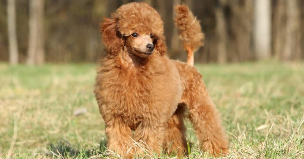 Poodle Mini Toy