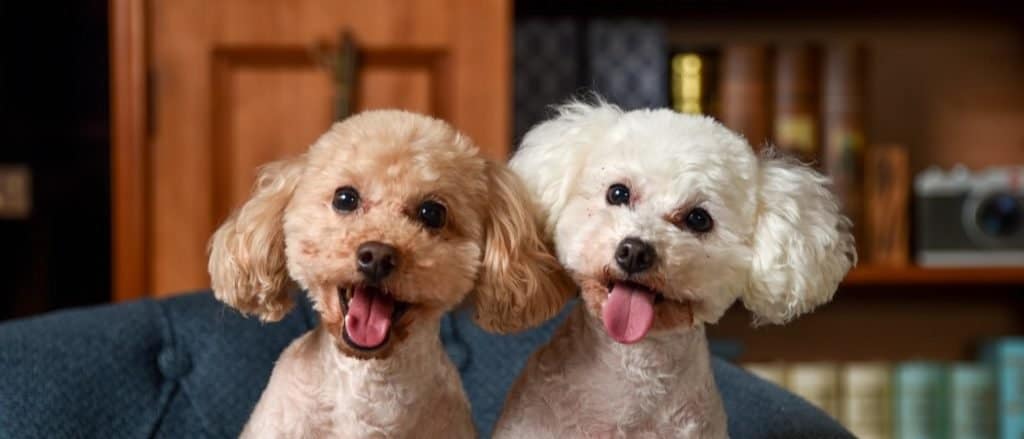 how old was the oldest poodle?