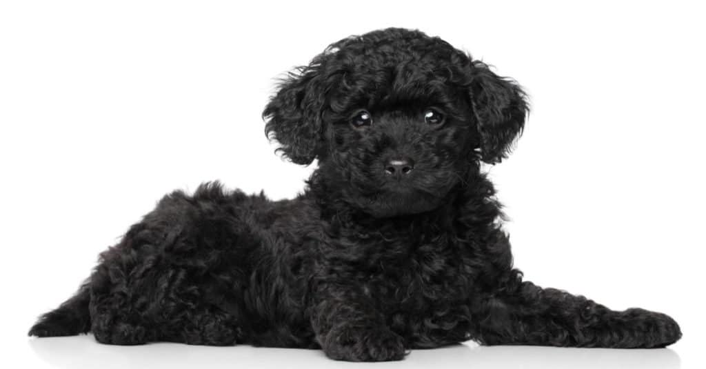 full grown black teacup poodle