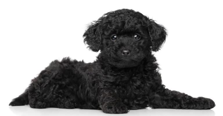 Black Toy poodle puppy lying on a white background