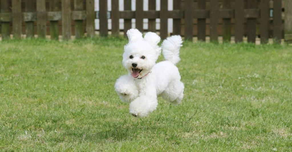 White toy poodle playing in the garden