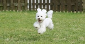 10 Incredible Toy Poodle Facts Picture