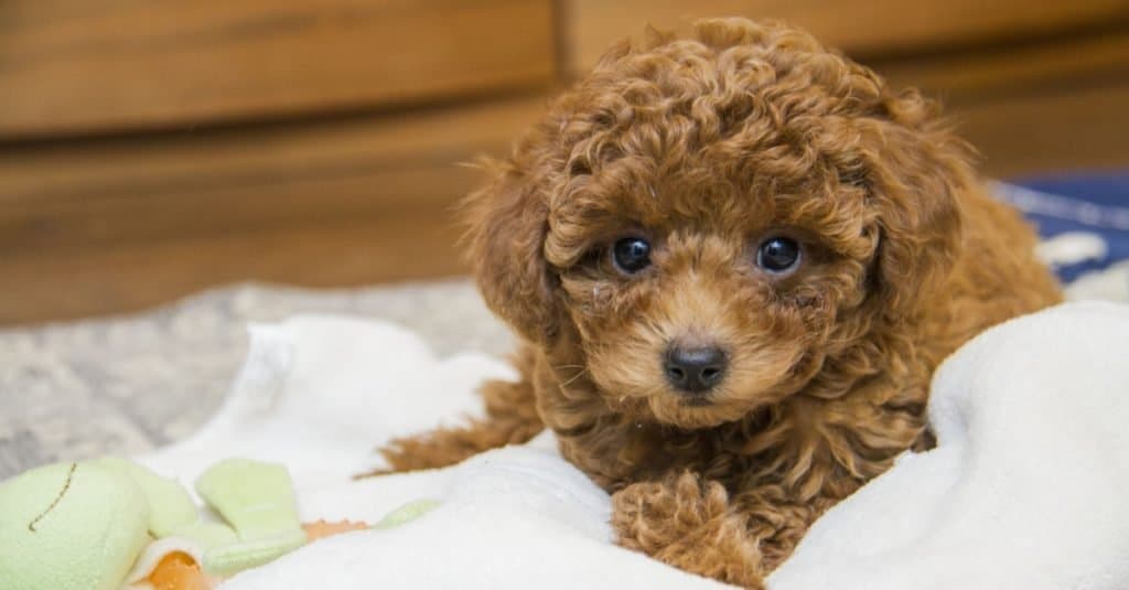 Brown toy poodle puppy lying on blanket