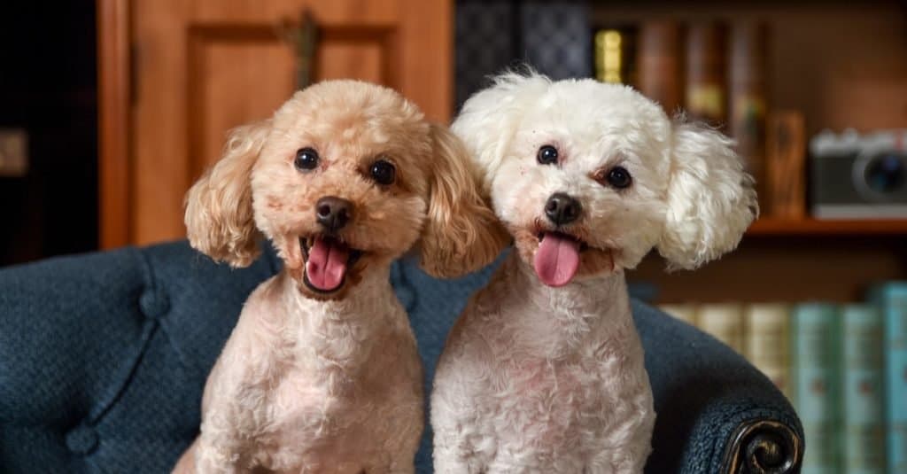 bichon frise and toy poodle