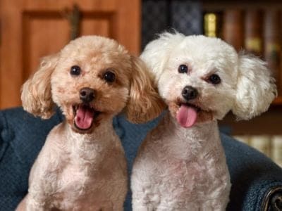 Toy Poodle Dog Breed Complete Guide Az Animals