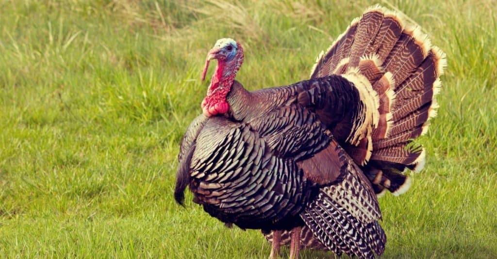 Dumbest Animals in the World: Turkey