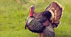 Turkey Teeth: Everything You Need To Know Picture