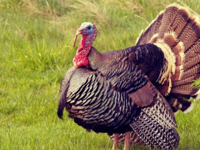 A Turkey Quiz – Test What You Know of This Majestic Bird!