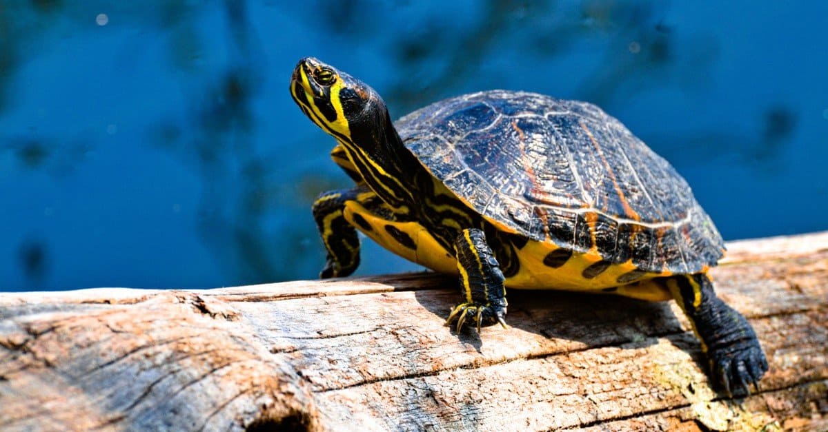 Illegal Pets to Own In the United States: Turtles