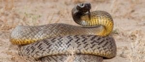 The Top 10 Most Venomous Snakes in the World Picture