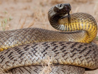 A The Top 10 Most Venomous Snakes in the World