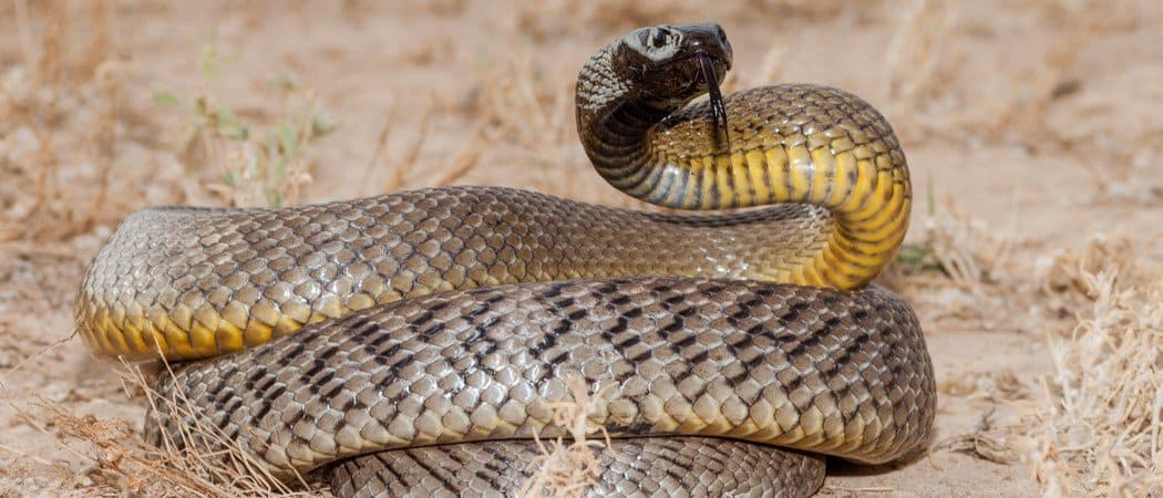 poisonous snakes with names