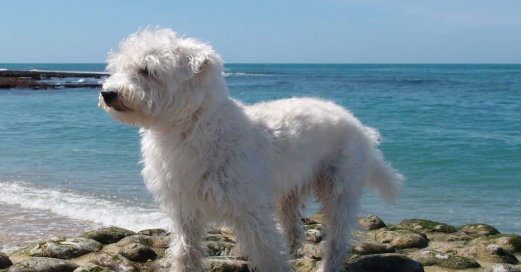 Westiepoo standing near the ocean