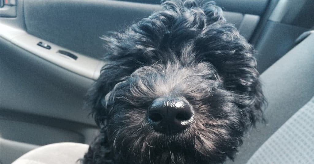 Whoodle sitting in car